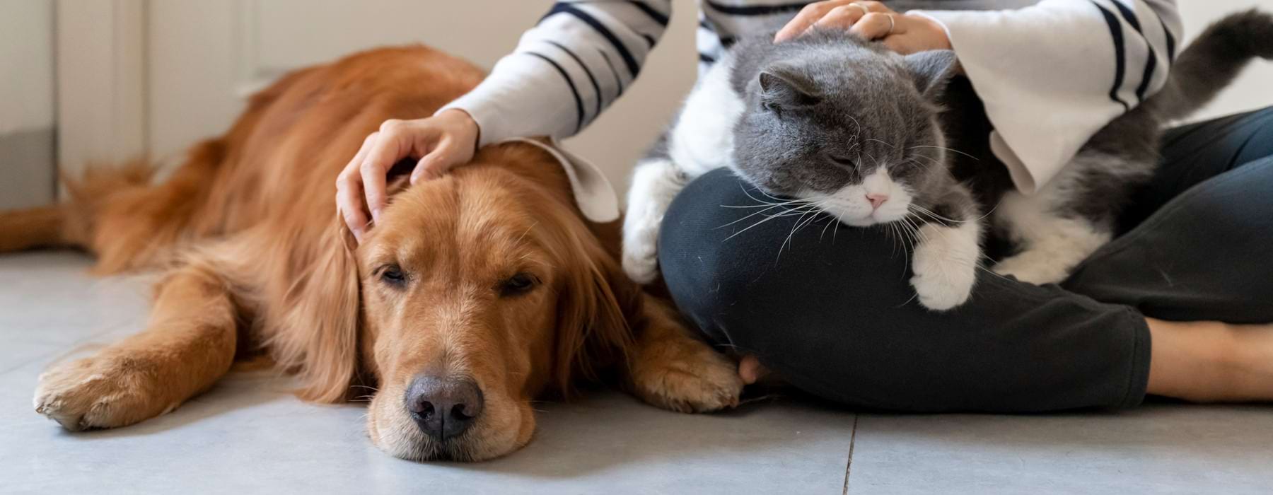 lady petting a dog